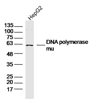 Fig1: Sample:HepG2 Cell (Human) Lysate at 30 ug; Primary: Anti-DNA polymerase mu at 1/300 dilution; Secondary: IRDye800CW Goat Anti-Rabbit IgG at 1/20000 dilution; Predicted band size: 55kD; Observed band size: 60kD