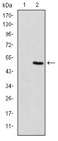 Western blot analysis using MAP2K5 mAb against HEK293 (1) and MAP2K5 (AA 63-180)-hIgGFc transfected HEK293 (2) cell lysate.