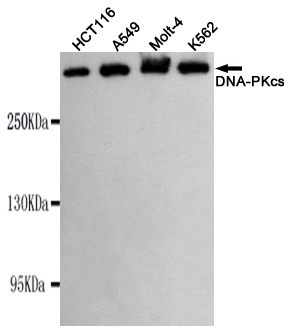 Anti-DNA-PKcs (8D3) Mouse antibody