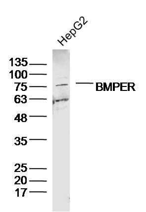 Fig3: Sample: HepG2 Cell (Human) Lysate at 30 ug; Primary: Anti-BMPER at 1/300 dilution; Secondary: IRDye800CW Goat Anti-Rabbit IgG at 1/20000 dilution; Predicted band size: 72kD; Observed band size: 75kD