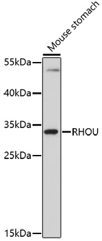 Western blot - RHOU Polyclonal Antibody 