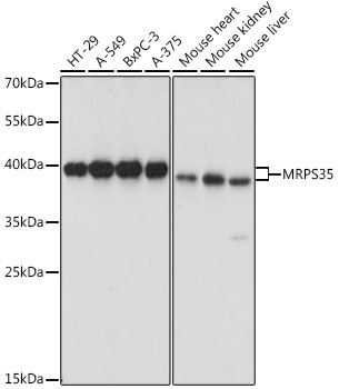 Western blot - MRPS35 Polyclonal Antibody 