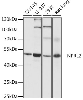 Western blot - NPRL2 Polyclonal Antibody 