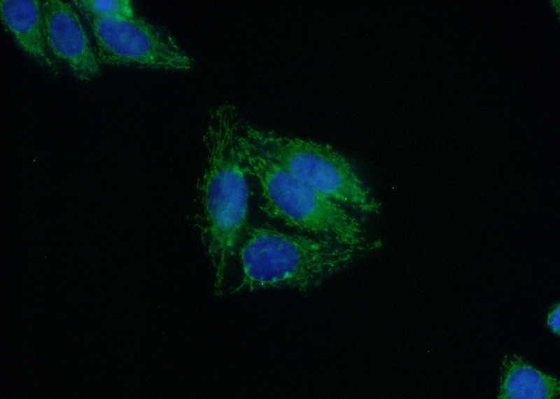 Immunofluorescent analysis of (10% Formaldehyde) fixed HepG2 cells using Catalog No:113362(NUDT6 Antibody) at dilution of 1:50 and Alexa Fluor 488-congugated AffiniPure Goat Anti-Rabbit IgG(H+L)