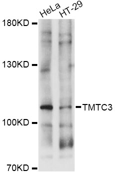 Western blot - TMTC3 Polyclonal Antibody 