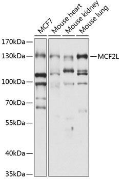 Western blot - MCF2L Polyclonal Antibody 