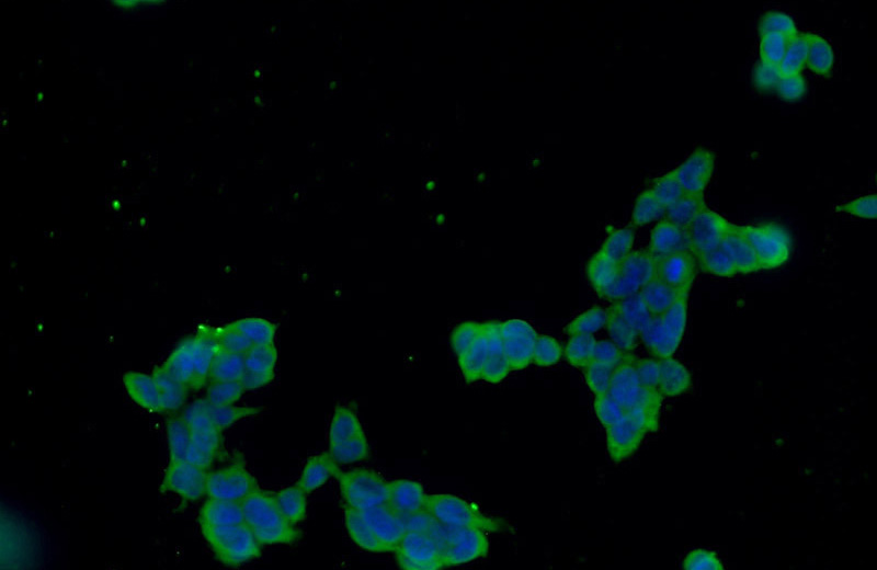 Immunofluorescent analysis of HEK-293 cells using Catalog No:110573(FAM158A Antibody) at dilution of 1:50 and Alexa Fluor 488-congugated AffiniPure Goat Anti-Rabbit IgG(H+L)