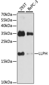 Western blot - LLPH Polyclonal Antibody 