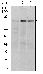 Western blot analysis using RSK2 mouse mAb against Hela (1), MCF-7 (2), and HepG2 (3) cell lysate.
