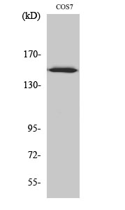 Fig1:; Western Blot analysis of various cells using ARHGEF10 Polyclonal Antibody