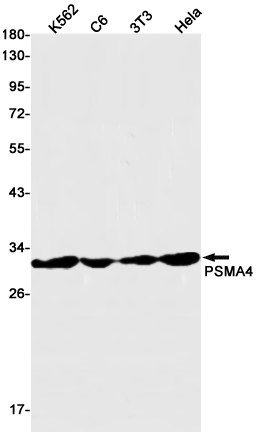 Western blot detection of PSMA4 in K562,C6,3T3,Hela cell lysates using PSMA4 Rabbit pAb(1:1000 diluted).Predicted band size:30kDa.Observed band size:30kDa.
