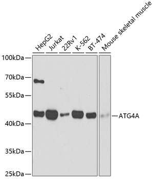 Western blot - ATG4A Polyclonal Antibody 