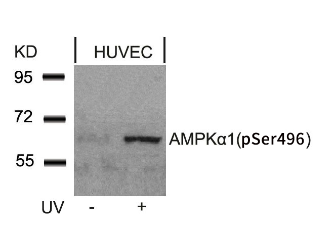 Western blot analysis of extracts from HUVEC cells untreated or treated with UV using AMPKu03b11 (Phospho-Ser487)Antibody .