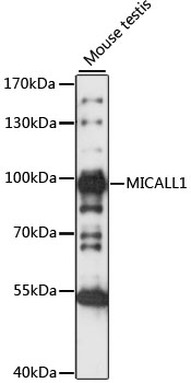 Western blot - MICALL1 Polyclonal Antibody 