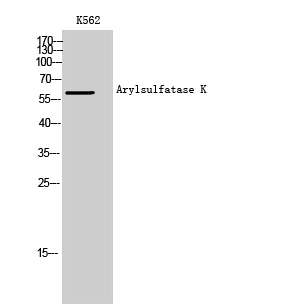 Fig1:; Western Blot analysis of K562 cells using Arylsulfatase K Polyclonal Antibody