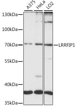 Western blot - LRRFIP1 Polyclonal Antibody 