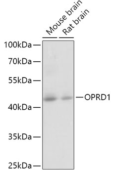 Western blot - OPRD1 Polyclonal Antibody 