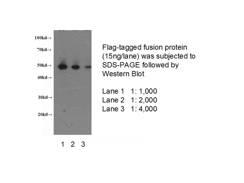 Western blot of Flagged fusion protein with anti-Flag (Catalog No:117313) at various dilutions.