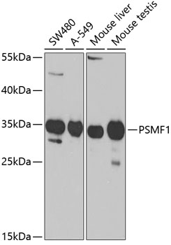 Western blot - PSMF1 Polyclonal Antibody 