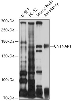 Western blot - CNTNAP1 Polyclonal Antibody 