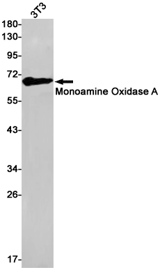 Western blot detection of Monoamine Oxidase A in C6 cell lysates using Monoamine Oxidase A Rabbit pAb(1:1000 diluted).Predicted band size:60kDa.Observed band size:60kDa.