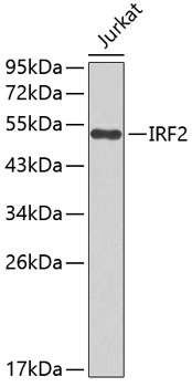 Western blot - IRF2 Polyclonal Antibody 