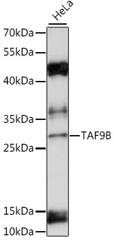 Western blot - TAF9B Polyclonal Antibody 