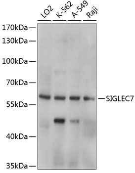 Western blot - SIGLEC7 Polyclonal Antibody 