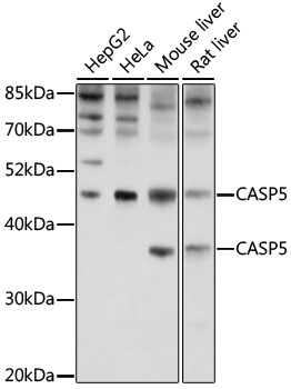 Western blot - CASP5 Polyclonal Antibody 