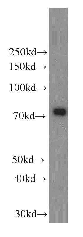 L02 cells were subjected to SDS PAGE followed by western blot with Catalog No:107343(NUMBLIKE Antibody) at dilution of 1:1000