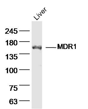 Fig2: Sample: Liver (mouse) Lysate at 40 ug; Primary: Anti- MDR1 at 1/300 dilution; Secondary: IRDye800CW Goat Anti-Rabbit IgG at 1/20000 dilution; Predicted band size: 141kD; Observed band size: 150kD
