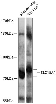 Western blot - SLC15A1 Polyclonal Antibody 