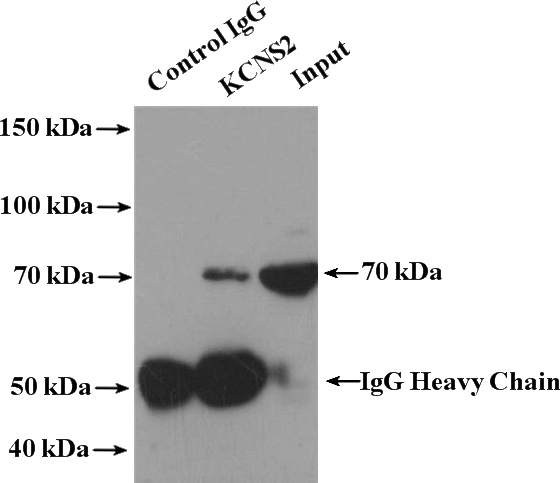 IP Result of anti-KCNS2 (IP:Catalog No:111979, 4ug; Detection:Catalog No:111979 1:300) with HepG2 cells lysate 3400ug.