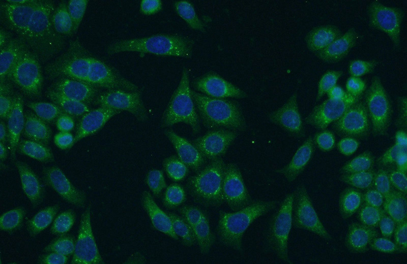 Immunofluorescent analysis of HeLa cells using Catalog No:109580(CRTAP Antibody) at dilution of 1:50 and Alexa Fluor 488-congugated AffiniPure Goat Anti-Rabbit IgG(H+L)