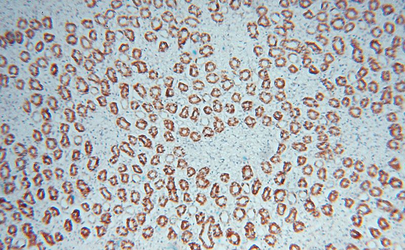 Immunohistochemical of paraffin-embedded human kidney using Catalog No:111522(HOOK3 antibody) at dilution of 1:100 (under 10x lens)