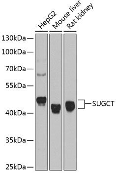 Western blot - SUGCT Polyclonal Antibody 