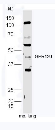 Fig1: Sample:; Lung (Mouse) Lysate at 40 ug; Primary: Anti-GPR120 at 1/300 dilution; Secondary: IRDye800CW Goat Anti-Rabbit IgG at 1/20000 dilution; Predicted band size: 42 kD; Observed band size: 42 kD
