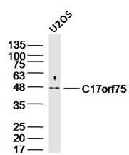 Fig2: Sample:; U2os Cell (Human) Lysate at 30 ug; Primary: Anti- C17orf75 at 1/300 dilution; Secondary: IRDye800CW Goat Anti-Rabbit IgG at 1/20000 dilution; Predicted band size: 45kD; Observed band size: 45kD