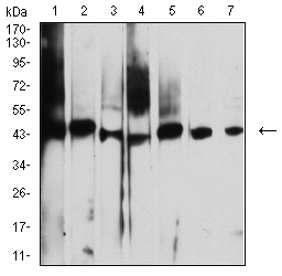 Fig3: Western blot analysis of 175075# against A431 (1), NIH/3T3 (2), Hela (3), SW480 (4), CHO3D10 (5), A549 (6), and SPC-A-1 (7) cell lysate.Proteins were transferred to a PVDF membrane and blocked with 5% BSA in PBS for 1 hour at room temperature. The primary antibody ( 1/500) was used in 5% BSA at room temperature for 2 hours. Goat Anti-Mouse IgG - HRP Secondary Antibody at 1:5,000 dilution was used for 1 hour at room temperature.