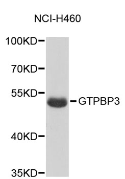 Western blot - GTPBP3 Polyclonal Antibody 
