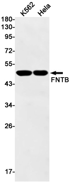 Western blot detection of FNTB in K562,Hela cell lysates using FNTB Rabbit mAb(1:1000 diluted).Predicted band size:49kDa.Observed band size:49kDa.