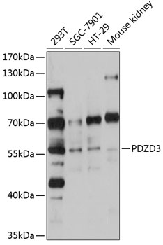 Western blot - PDZD3 Polyclonal Antibody 