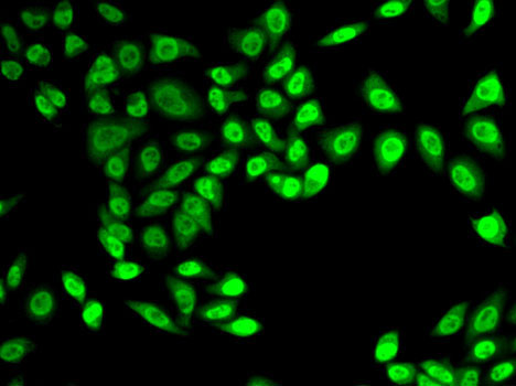 Immunofluorescence - NELFE Polyclonal Antibody 