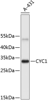 Western blot - CYC1 Polyclonal Antibody 
