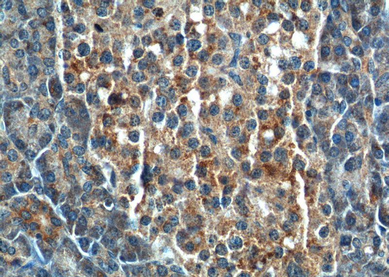 Immunohistochemistry of paraffin-embedded human pancreas tissue slide using Catalog No:109556(CRH Antibody) at dilution of 1:200 (under 40x lens).