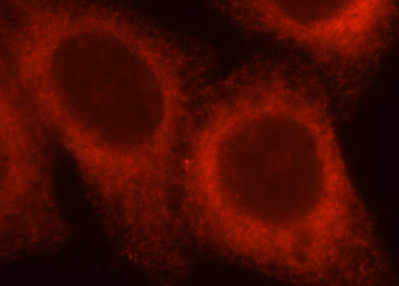 Immunofluorescent analysis of HepG2 cells, using ATL3 antibody Catalog No:108333 at 1:25 dilution and Rhodamine-labeled goat anti-rabbit IgG (red).