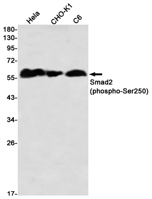 Western blot detection of Smad2 (phospho-Ser250) in Hela,CHO-K1,C6 using Smad2 (phospho-Ser250) Rabbit mAb(1:1000 diluted)