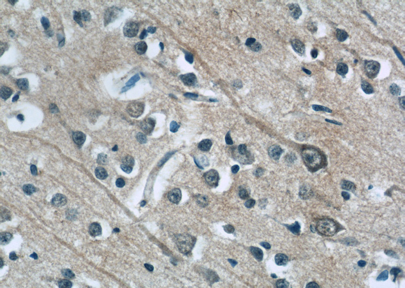Immunohistochemistry of paraffin-embedded human brain tissue slide using Catalog No:110631(FGF13 Antibody) at dilution of 1:50 (under 40x lens)