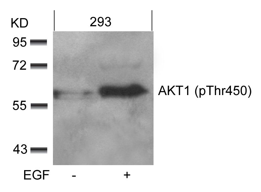 Western blot analysis of extracts from 293 cells untreated or treated with EGF using AKT1 (phospho-Thr450) Antibody .