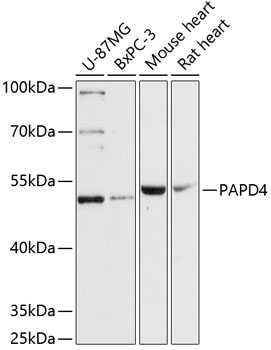 Western blot - PAPD4 Polyclonal Antibody 